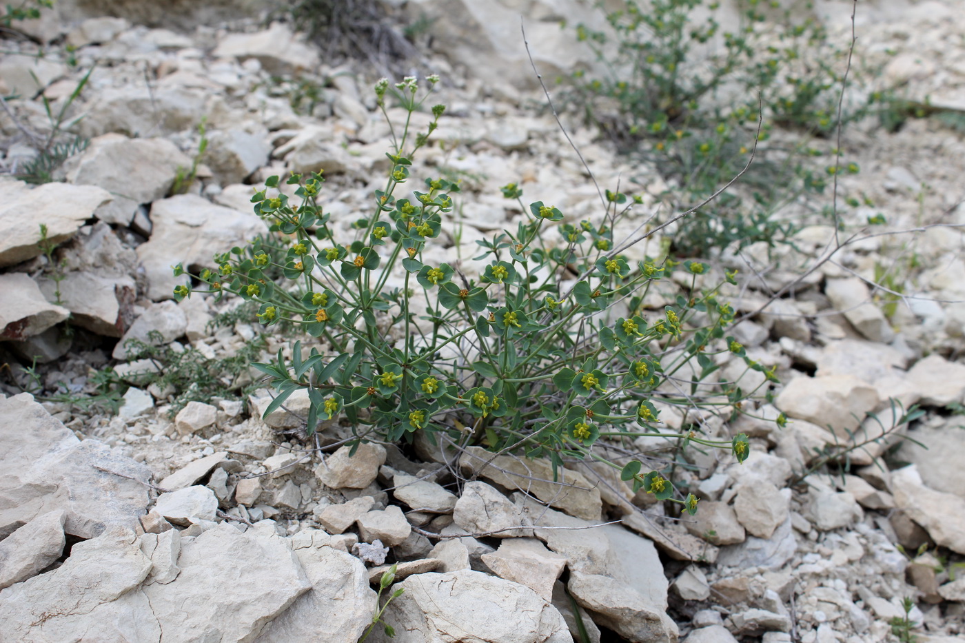 Изображение особи Euphorbia deltobracteata.
