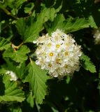 Physocarpus opulifolius. Верхушка веточки с соцветием. Восточный Казахстан, г. Усть-Каменогорск, Архитектурно-ландшафтный музей-заповедник, в культуре. 02.06.2017.