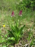 Orchis purpurea подвид caucasica. Зацветающее растение. Краснодарский край, Абинский р-н, окр. пос. Новый, луговина близ дороги. 16.04.2018.