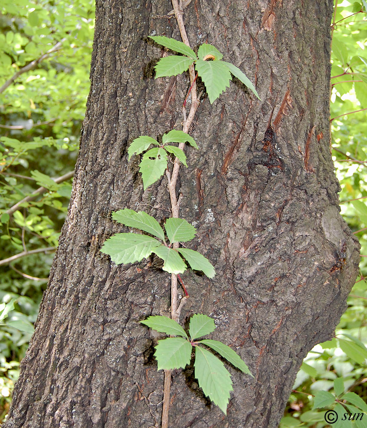 Изображение особи Parthenocissus quinquefolia.