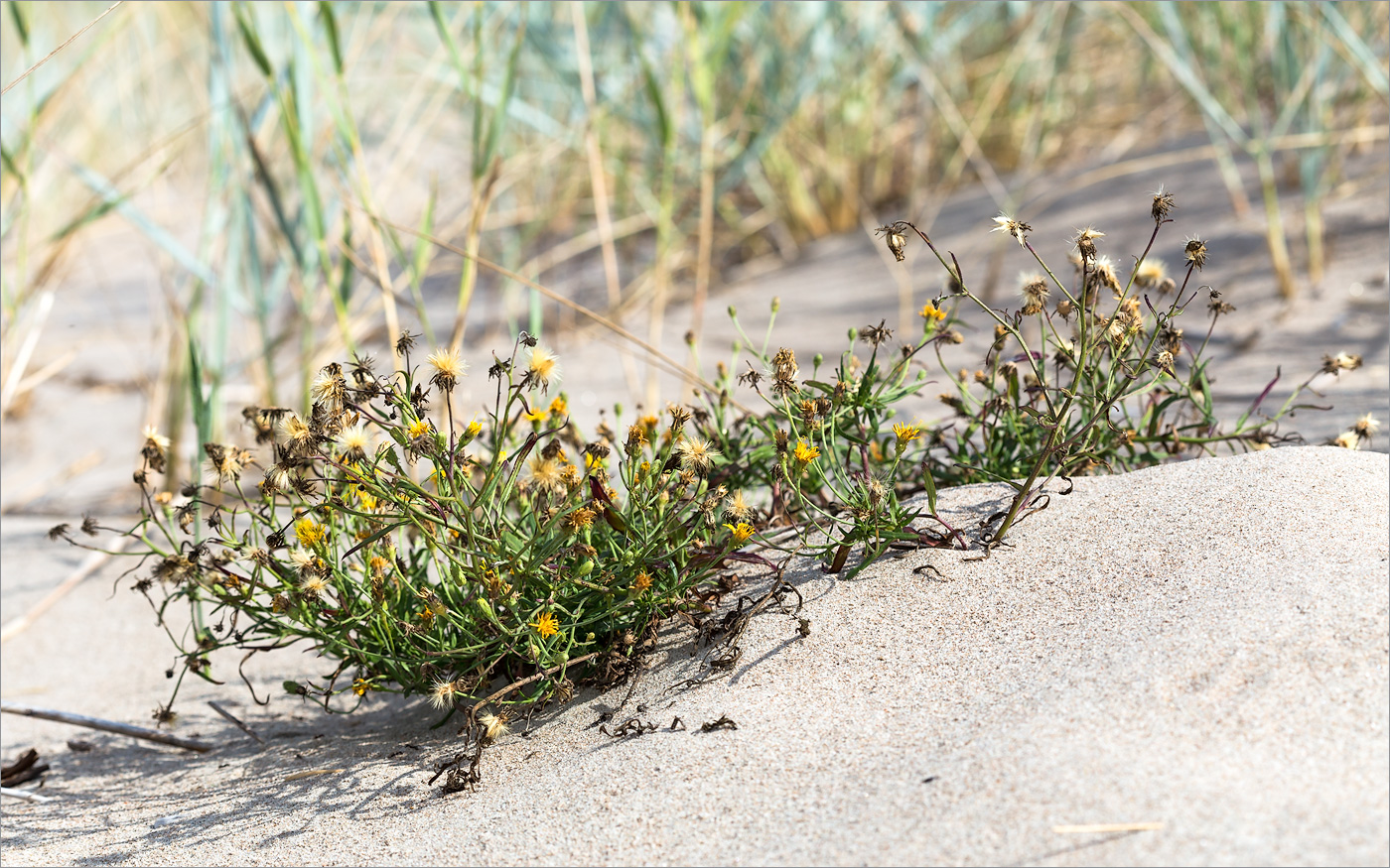 Изображение особи Hieracium umbellatum var. dunale.