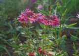 Dianthus chinensis