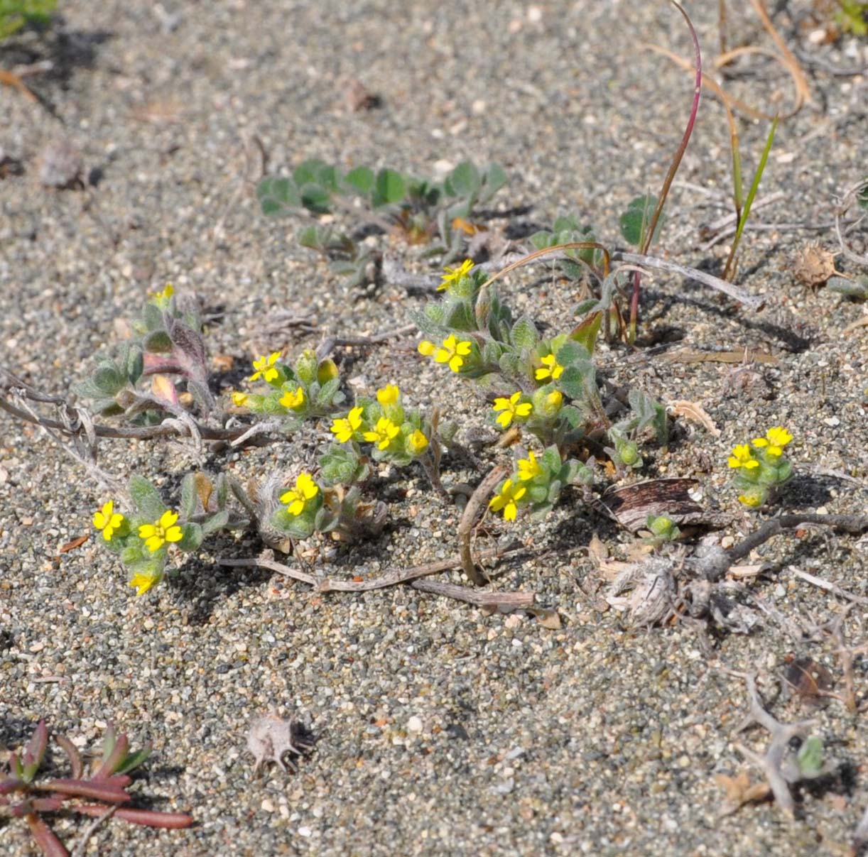 Изображение особи Alyssum strigosum.