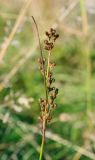 Juncus compressus. Верхушка плодоносящего побега. Пермский край, Лысьвинский р-н, окр. с. Кын-Завод, хозяйственный двор. 22.09.2018.