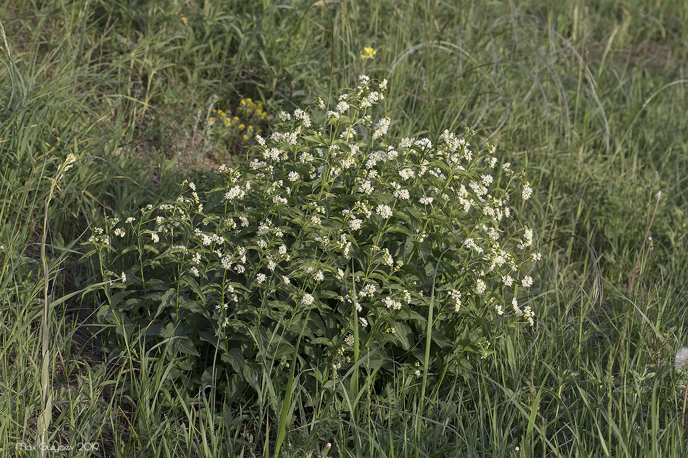 Изображение особи Vincetoxicum albovianum.