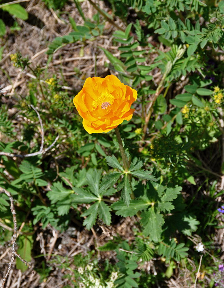 Изображение особи Trollius asiaticus.