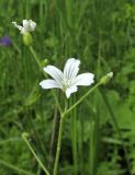 Cerastium pauciflorum. Верхушка побега с цветущим и отцветшими цветками и бутоном. Алтай, Онгудайский р-н, пер. Семинский, крупнотравный субальпийский луг среди кедрового редколесья. 11 июля 2019 г.