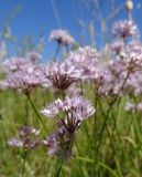 Allium oliganthum