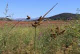 Cyperus glomeratus. Верхушки цветущих растений. Крым, Симферополь, Симферопольское водохранилище, высохшее вследствие падения уровня воды дно. 24.08.2020.