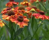 Helenium autumnale