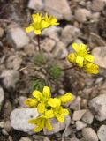 Draba lasiocarpa