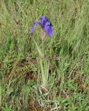 Iris laevigata