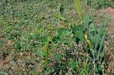 Cynanchum acutum. Верхушка плодоносящего растения на побеге Phragmites. Астраханская обл., Лиманский р-н, окр. с. Воскресеновка, берег ерика Семёновский банк, прибрежные заросли кустарников. 20.08.2020.