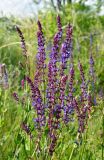 Salvia tesquicola