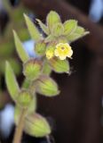 Nonea flavescens