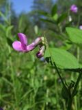 Lathyrus komarovii. Соцветие. Магаданская обл., окр. г. Магадан, ост. \"Аммональная\", на склоне среди Larix cajanderi и Betula middendorffii. 12.07.2022.