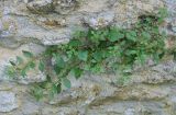 Parietaria diffusa. Цветущее растение. Сан-Марино. 22.06.2010.