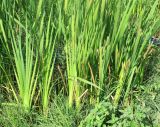 Typha latifolia