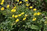 Potentilla sphenophylla