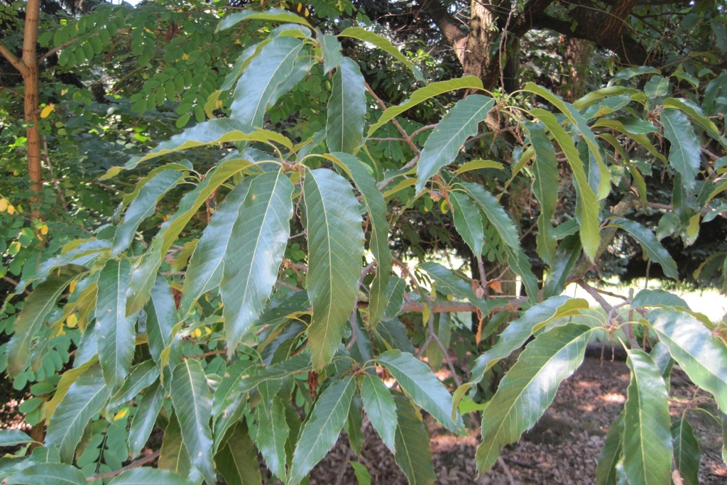 Изображение особи Quercus acutissima.