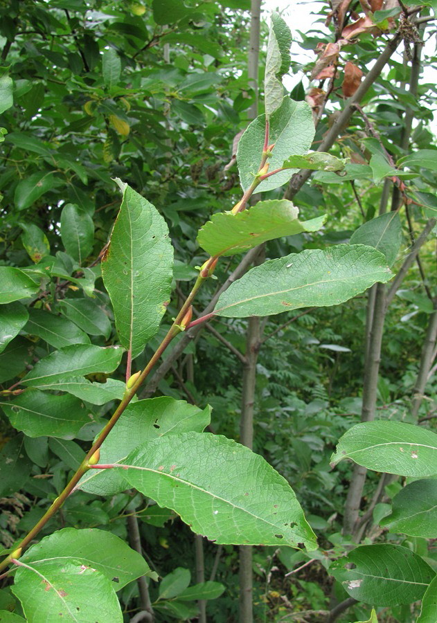 Изображение особи Salix caprea.