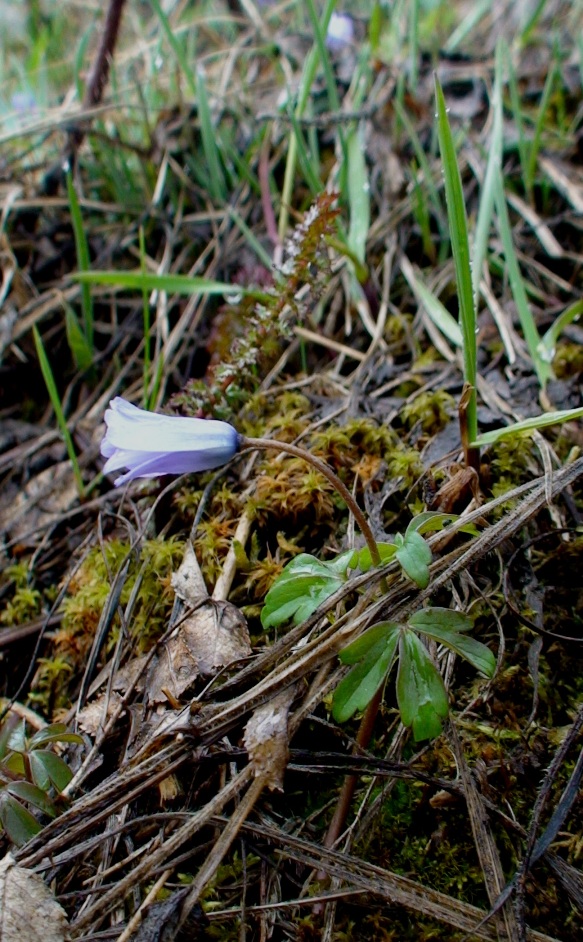 Изображение особи Anemone caucasica.