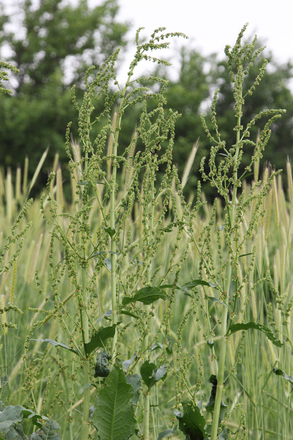 Изображение особи Rumex tianschanicus.