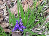 Iris uniflora