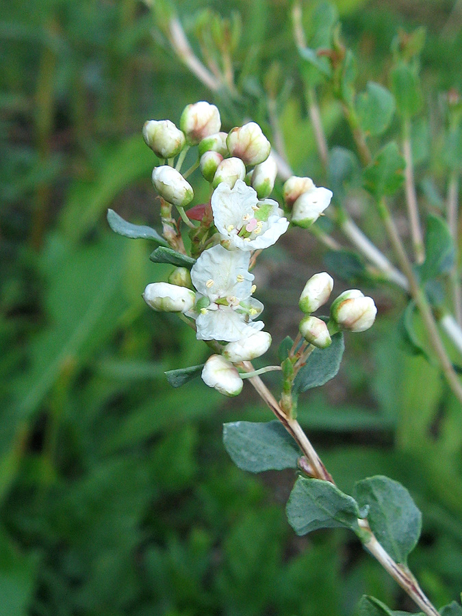 Изображение особи Atraphaxis replicata.