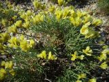 Limonium chrysocomum