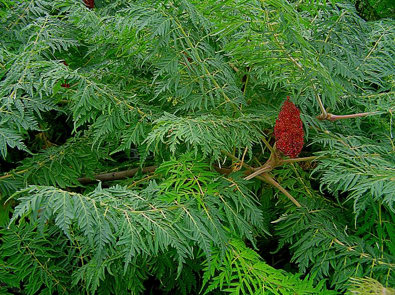 Изображение особи Rhus typhina f. dissecta.