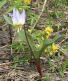 Erythronium sibiricum