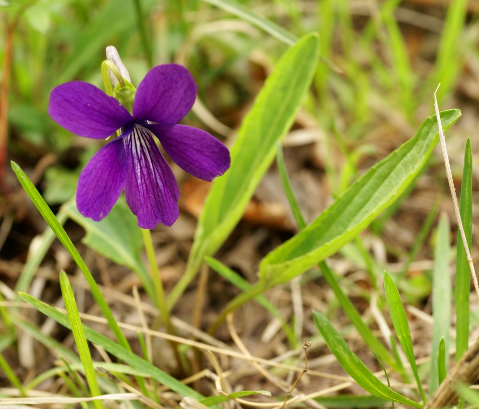 Image of Viola mandshurica specimen.