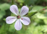 Geranium robertianum. Цветок. Московская обл., Лотошинский р-н, окр. дер. Савостино. 06.07.2014.