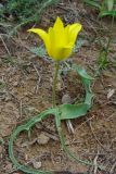 Tulipa kolpakowskiana