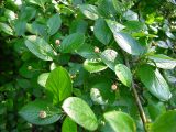 Cotoneaster lucidus