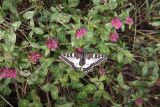 Trifolium pratense. Цветущие растения с кормящимся махаоном (Papilio machaon). Иркутская обл., Ольхонский р-н, побережье оз. Байкал (Малого Моря), хвойный лес, у дороги. 12.07.2015.