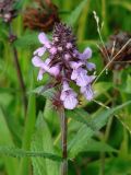 Stachys palustris. Верхушка цветущего растения. Иркутская обл., берег залива Иркутского вдхр. 11.08.2014.