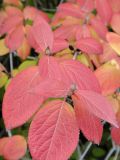 Viburnum burejaeticum