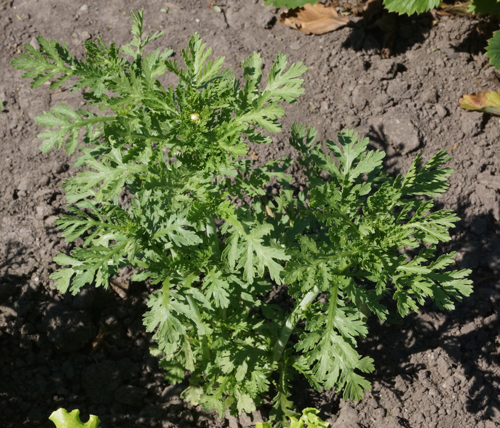 Image of Glebionis coronaria specimen.