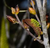 Hakea bucculenta