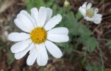 Pyrethrum poteriifolium. Соцветие с трипсами. Краснодарский край, окр. Геленджика, с. Михайловский Перевал, Плесецкая щель. 14.05.2016.