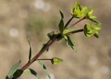 Euphorbia terracina. Верхушка побега с соцветием. Греция, Пелопоннес, окр. г. Пиргос, муниципальный парк. 21.03.2015.