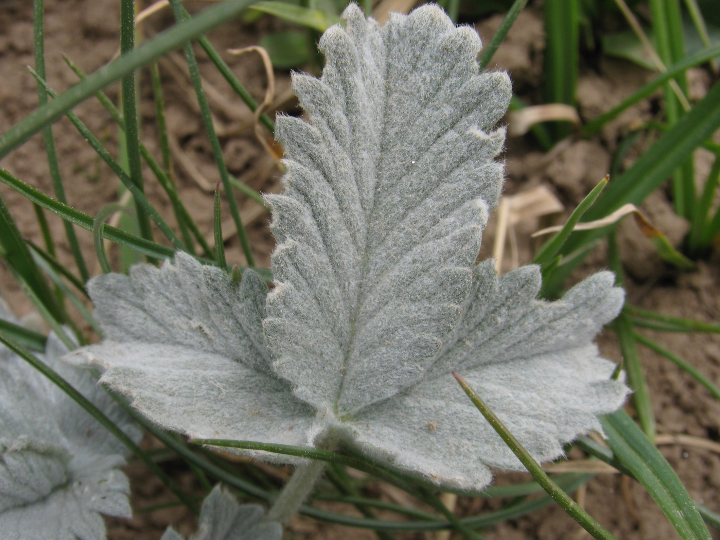 Изображение особи Potentilla grisea.