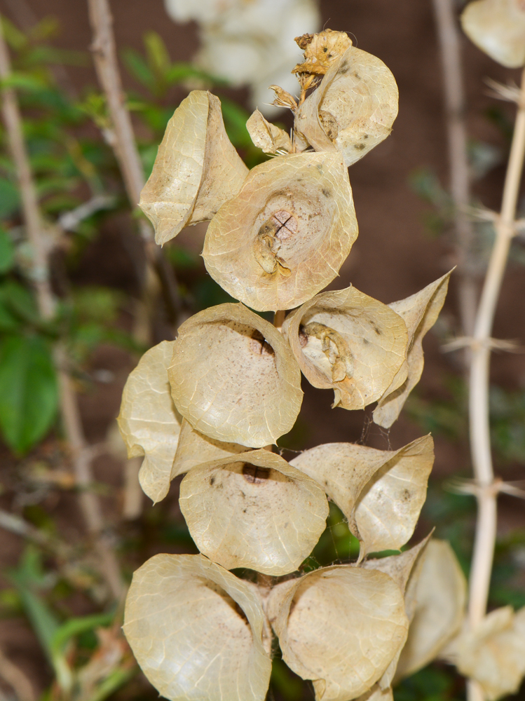 Изображение особи Moluccella laevis.