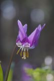 Erythronium sibiricum