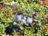 Vaccinium vulcanorum