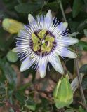 Passiflora caerulea. Цветок. Крым, городской округ Ялта, пгт Кореиз, живая изгородь. Июль 2017 г.