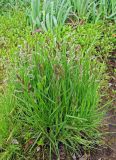 Deschampsia beringensis. Цветущее растение. Камчатский край, Алеутский р-н, о-в Медный, бух. Корабельная, отмель у устья ручья. 24.07.2017.