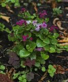 Ageratum houstonianum. Цветущее растение в сообществе Stellaria media и Oxalis stricta. Пермский край, г. Пермь, Свердловский р-н, кладбище \"Южное\", клумба. 27.07.2017.